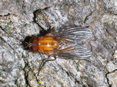 Thricops diaphanus
