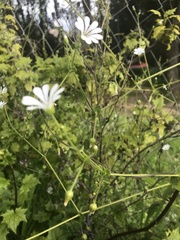 Stellaria chilensis