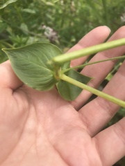 Stellaria chilensis