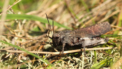Psophus stridulus