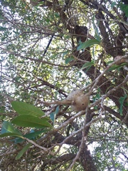 Callirhytis quercusbatatoides