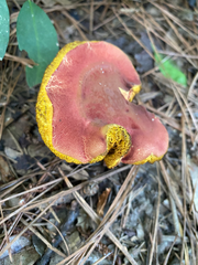 Hortiboletus rubellus