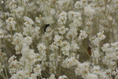 Eriogonum niveum