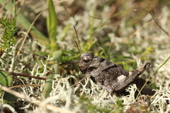 Psophus stridulus