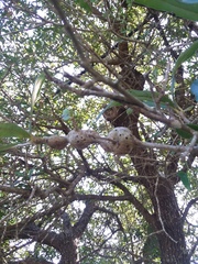 Callirhytis quercusbatatoides