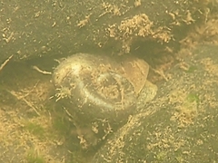 Planorbella trivolvis