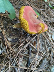Hortiboletus rubellus