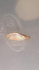 Nusalala tessellata