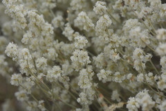 Eriogonum niveum