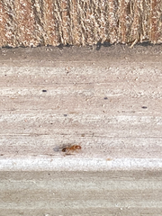 Tetramorium bicarinatum