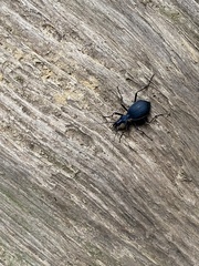 Scaphinotus angusticollis