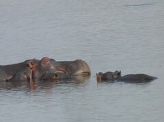 Hippopotamus amphibius