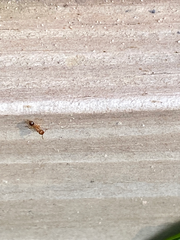 Tetramorium bicarinatum