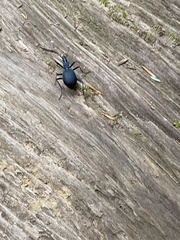 Scaphinotus angusticollis