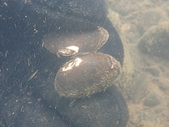 Unionoidea
