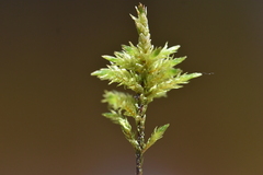 Climacium dendroides