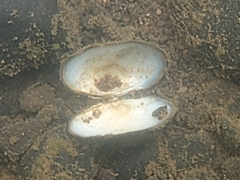 Unionoidea