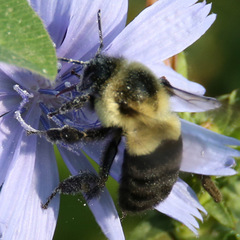 Bombus impatiens