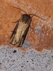 Axylia putris
