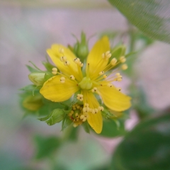 Hypericum tetrapterum
