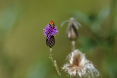 Spilostethus saxatilis