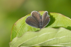 Cupido alcetas