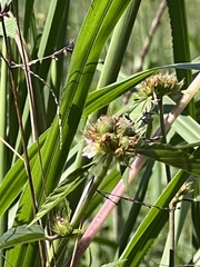 Melochia corchorifolia