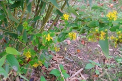 Hypericum tetrapterum