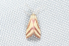Microtheoris vibicalis