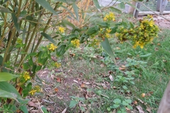 Hypericum tetrapterum