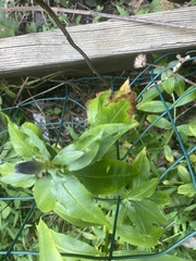 Nemorimyza posticata