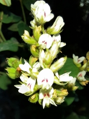 Lespedeza