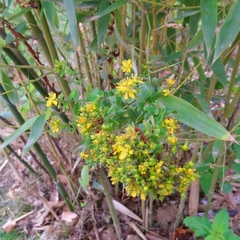 Hypericum tetrapterum