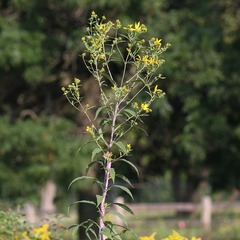 Helianthus grosseserratus