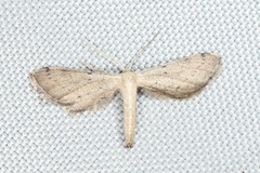Euacidalia brownsvillea
