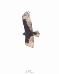 Buteo albonotatus