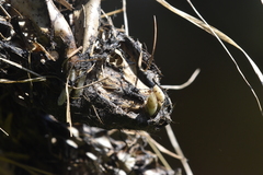 Ondatra zibethicus