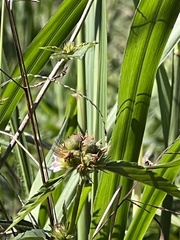 Melochia corchorifolia