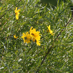 Helianthus grosseserratus