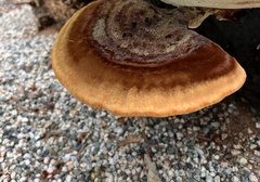 Inonotus hispidus