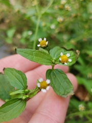 Galinsoga parviflora