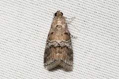 Pococera asperatella