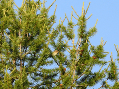 Phylloscopus collybita