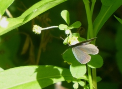 Cupido alcetas
