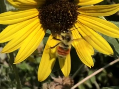Bombus huntii