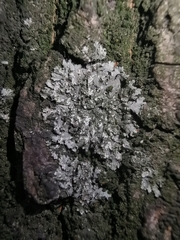 Phaeophyscia orbicularis