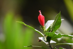 Malvaviscus arboreus