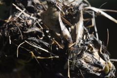 Ondatra zibethicus