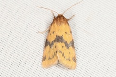 Azenia obtusa