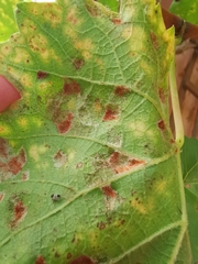 Colomerus vitis